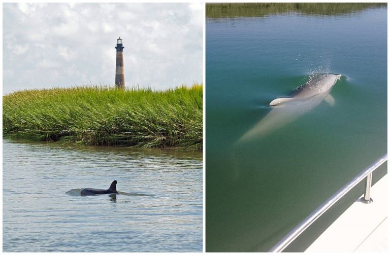 Dolphin boat tours will take you through the Folly River and is a favorite activity for families visiting Folly Beach