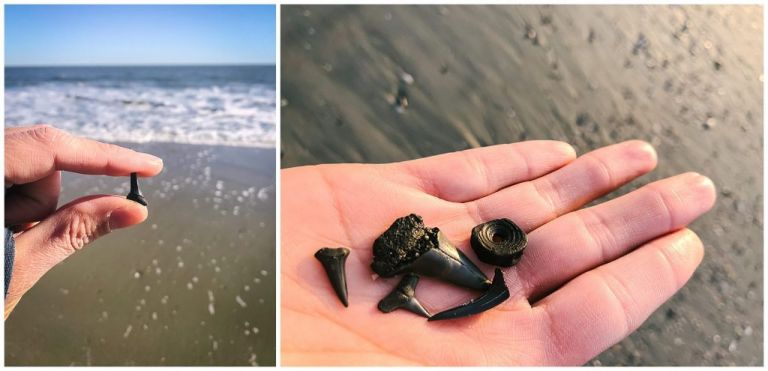 Searching for shark teeth fossils is a unique family friendly activity on Folly Beach, SC